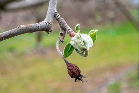 apple flower in spring, new life and growth concept.