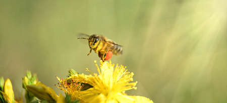 Flying honey bee collecting pollen at wild flower. Bee flying over the wild flower in blur...