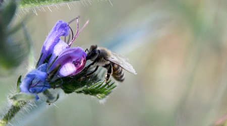Flying honey bee collecting pollen at wild flower. Bee flying over the wild flower in blur...