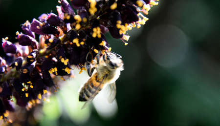 Flying honey bee collecting pollen at wild flower. Bee flying over the wild flower in blur...