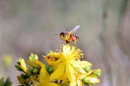 Flying honey bee collecting pollen at wild flower. Bee flying over the wild flower in blur...