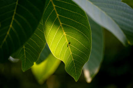 silhouette of a bug on a walnut leaf, close-up.の写真素材