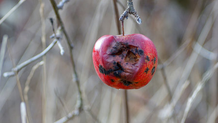 apple on the tree were eaten by birds.の写真素材