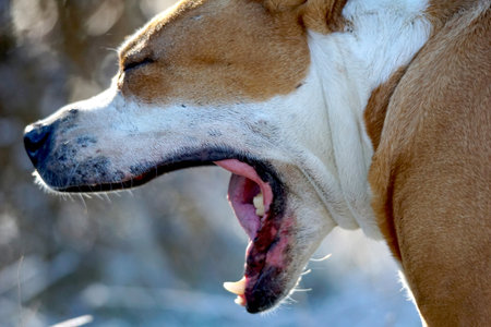 senior staffy pet dog yawning close up of a jaws.