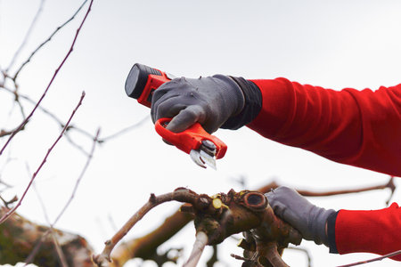 Farmer pruning apple tree in orchard with electric secateurs