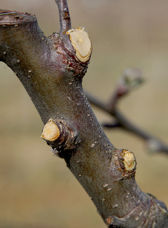 Close-up of the branch of an apple tree in early springの写真素材