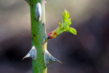 Close up of a young sprout on a tree branch in springの写真素材
