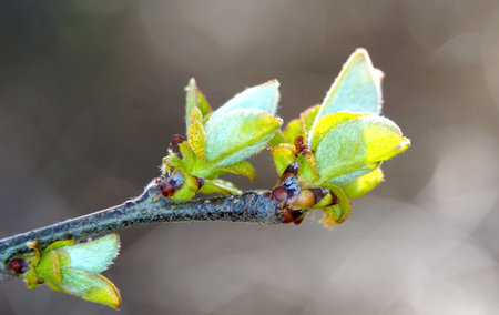 young leaves on a tree branch in the spring forest, macro photoの写真素材