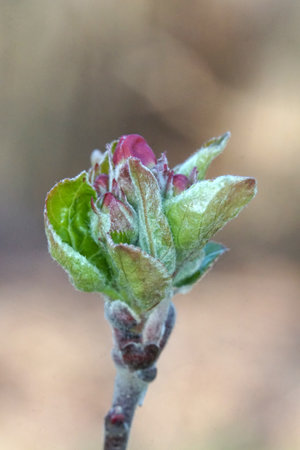 Apple buds before flowering on a blurred background. Spring in an orchard. Close-up of apple tree buds on selective focus.の写真素材