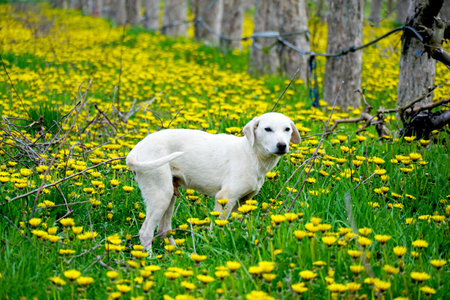 picture of a stray dog in an apple orchard with dandelionsの写真素材