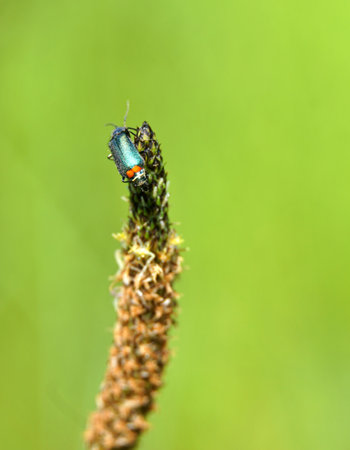 Close up Malachite beetle ,Malachius bipustulatus, family soft-winged flower beetles ,Melyridae, on a plantago . region of Prespa, macedonia Spring, May,の写真素材