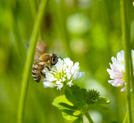 Honey bee collecting pollen from herbal flowers