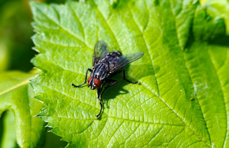 image of fly on green leaf.の写真素材