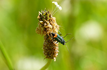 Close up Malachite beetle ,Malachius bipustulatus, family soft-winged flower beetles ,Melyridae, on a plantago . region of Prespa, macedonia Spring, May,の写真素材