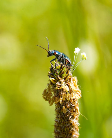 Close up Malachite beetle ,Malachius bipustulatus, family soft-winged flower beetles ,Melyridae, on a plantago . region of Prespa, macedonia Spring, May,の写真素材