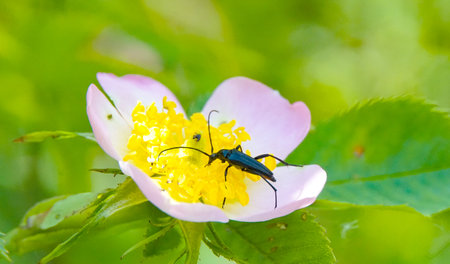 black beetle on a dog rose flower.の写真素材