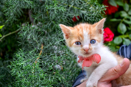 cute white brown funny kitten with blue eyes.の写真素材