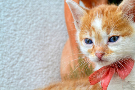 cute white brown funny kitten with blue eyes.の写真素材