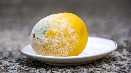 Blue mold on yellow lemon. Spoiled rotting fruit with mold on a small plate, Blue-green mold on citrus fruits.の写真素材