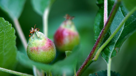 small young apples growing on a treeの写真素材
