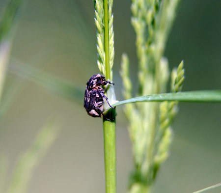 Close up of a beetle on a twig,の素材 [FY310209072985]