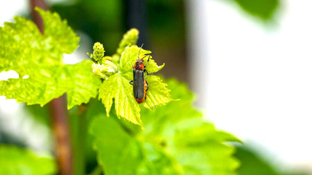 bug named soldier beetle, Cantharis fusca,on the top of grape leaf.の写真素材