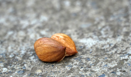 apricot fruit kernel,pit on concrete background.の写真素材