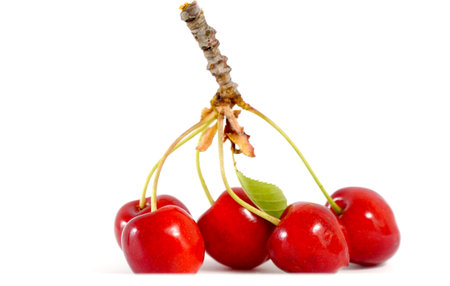 ripe red cherries held together by a green shank .の写真素材