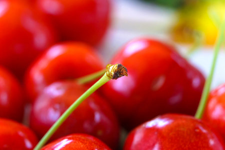ripe red cherries held together by a green shank.の写真素材