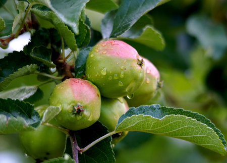 unripe apples in Orchard after the morning rain in summer.の写真素材