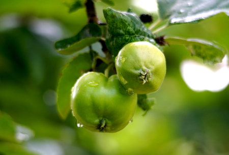 unripe apples in Orchard after the morning rain in summer.の写真素材
