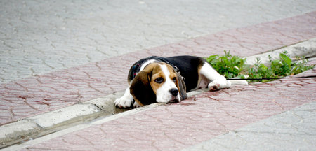 Cute beagle puppy with serious face is lying on pavement path . Portrait of lovely dogの写真素材