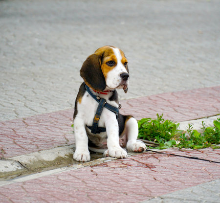 Cute beagle puppy with serious face is lying on pavement path . Portrait of lovely dogの写真素材