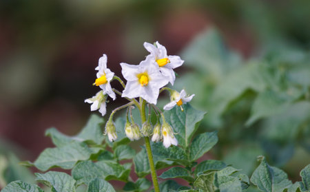 Flowering potato. Potato flowers blossom in sunlight grow in plant. White blooming potato flower on farm fieldの写真素材