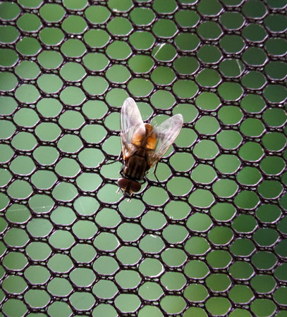 home fly on a mesh background close up,cropped image .の写真素材