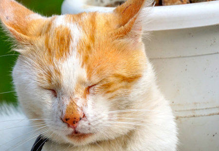 Sleeping domestic orange white cat .の写真素材
