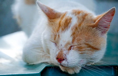 Sleeping domestic orange white cat .の写真素材