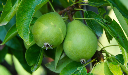 Pears ripening on tree in fruit garden close upの写真素材