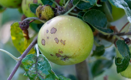 ilness on the apples in an orchardの写真素材