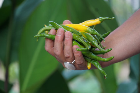 Female farmer hands holding a handful of fresh harvested green hot peppersの写真素材