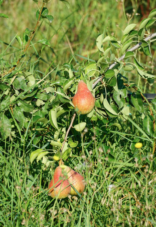 Pears ripening on the pear tree. sunny august morning.の写真素材