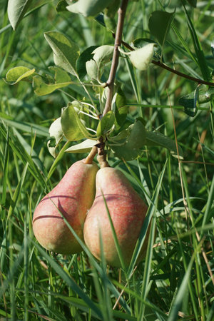 Pears ripening on the pear tree. sunny august morning.の写真素材