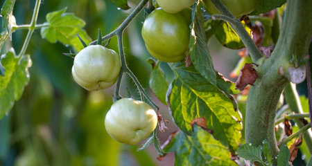 green tomatoes growing in a vegetable garden.の写真素材