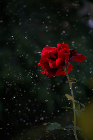 red Rose flower with raindrops on background red roses flowers. Natureの写真素材