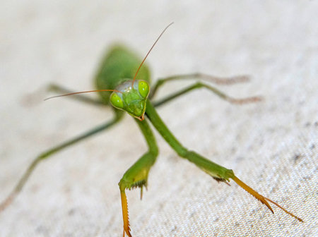 Praying mantis hierodula membranacea, close up image ,shallow dof.の写真素材