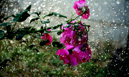 red Rose flower with raindrops on background red roses flowers. Natureの写真素材