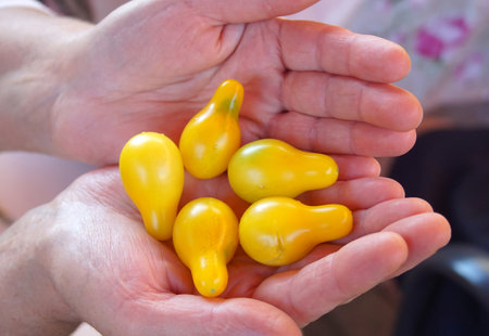 Yellow cherry Tomatoes on a woman hand.の写真素材