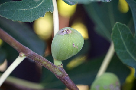 green Fig ripening on the branch