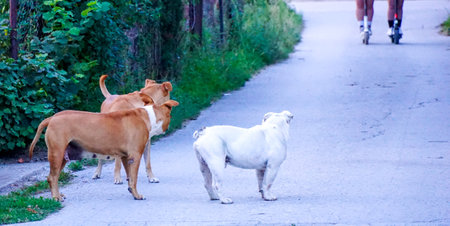 Two dogs on the road in the park. Selective focus.