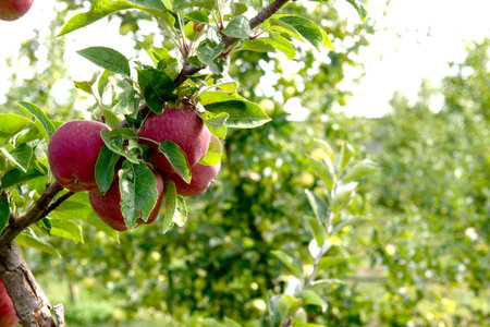 apples ready for harvesting on begining of october.